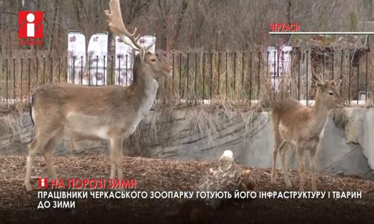 У Черкаському зоопарку закупили 50 тонн пелет до зими (ВІДЕО)